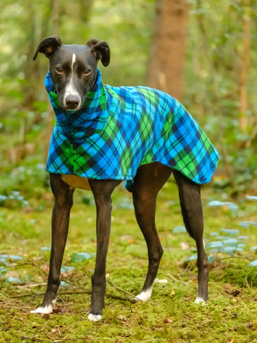 Bright blue tartan - 30”,