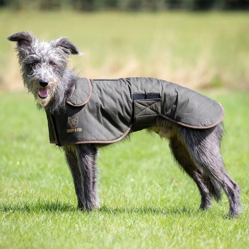 Digby fox wax greyhound coat - digby,