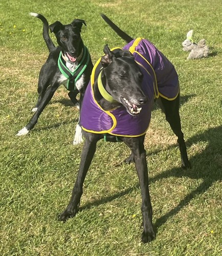 Purple greyhound coat - greyhound, in