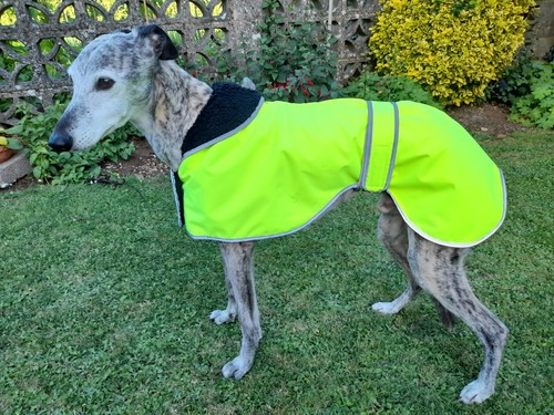 Factory second greyhound - -, /