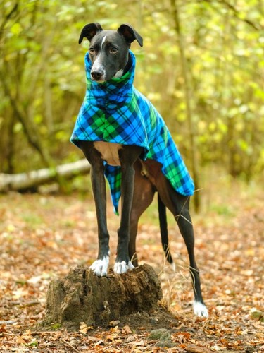 Bright blue tartan - bright,