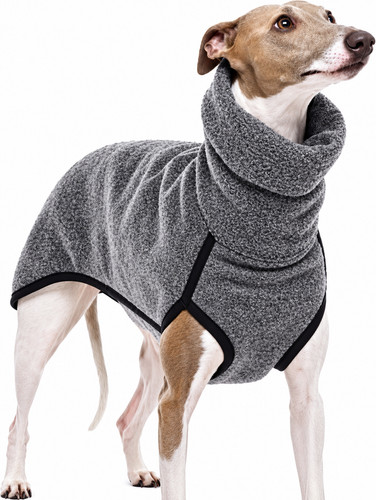 Greyhound winter coat dog - greyhound,
