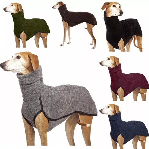 Pet dog winter high - winter,