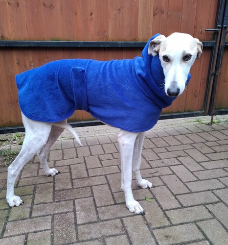 Greyhound lurcher whippet - greyhound,,