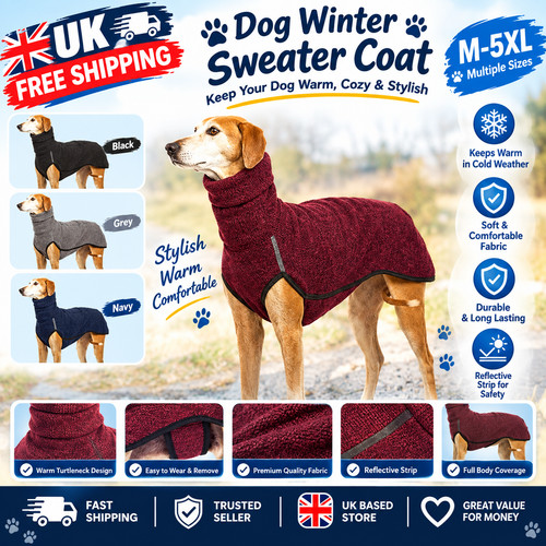 Pet dog winter - dog, high