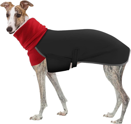 Greyhound winter coat salukis - winter, coat,