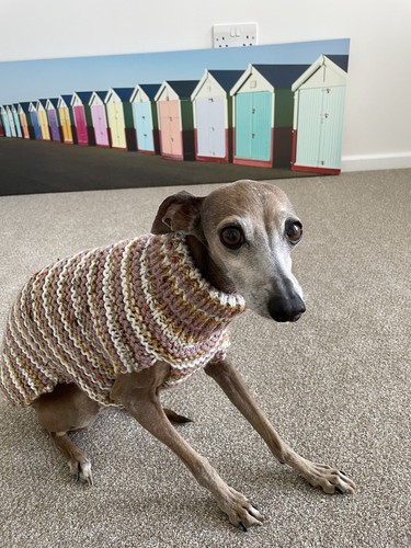 Hand knitted italian greyhound - hand,