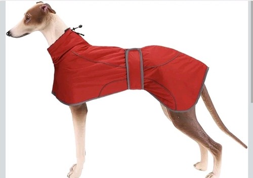 Greyhound winter coat whippet - greyhound,