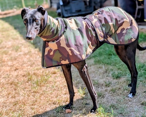 New greyhound lurcher - new, or