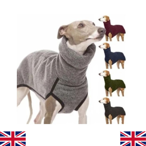 Pet dog winter high - pet,