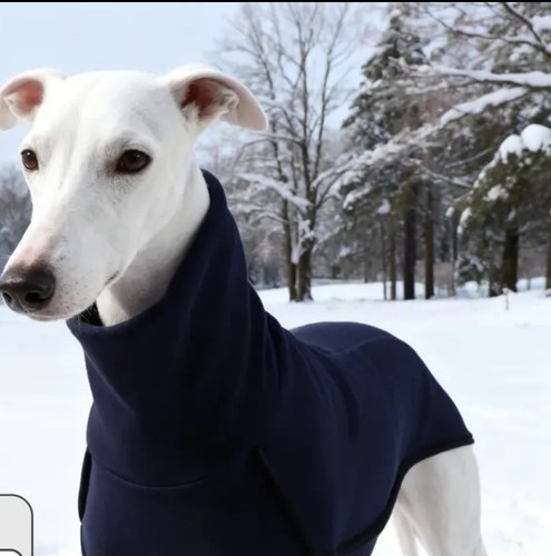 Greyhound sighthound lurcher - greyhound,