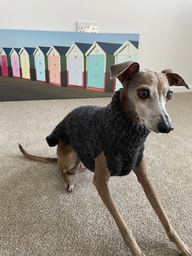 Hand knitted italian greyhound - knitted,