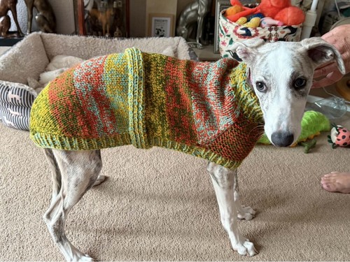 Hand knitted whippet coat - knitted,