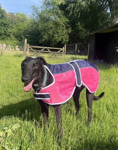 Greyhound winter coat ex - coat,