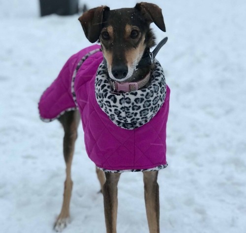 Waterproof dog coat - 20”waterproof,