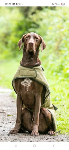 Ginger ted dog - ,