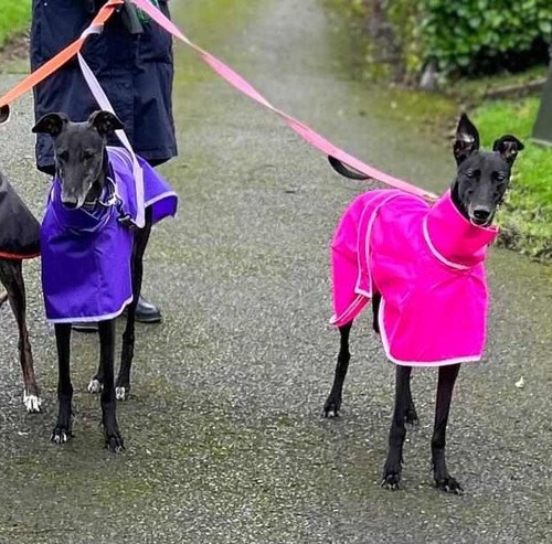 Waterproof dog rain - dog, for