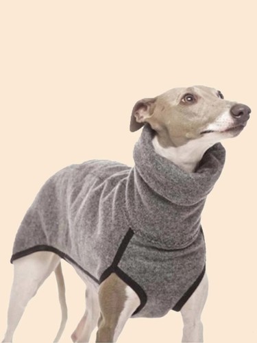 Pet dog winter - winter, collar