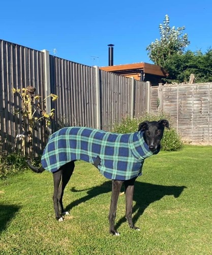 Blue tartan fleece dog - tartan,