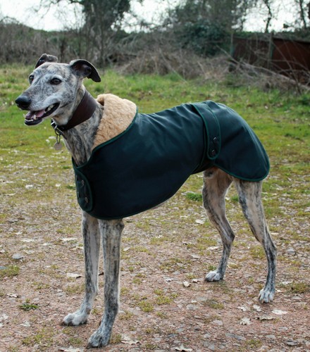 Factory second greyhound - -,