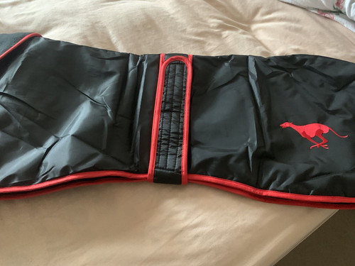 Greyhound walking out - out, coat