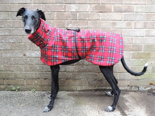 Greyhound lurcher whippet - lurcher, /