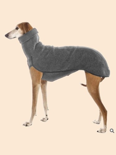 Pet dog winter - winter, high