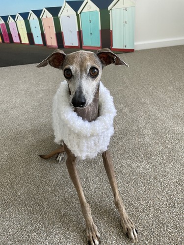 Hand knitted italian greyhound - hand,