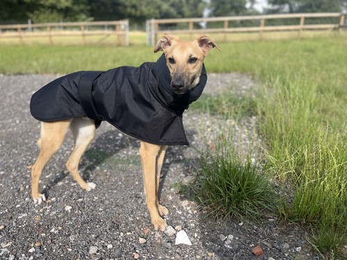 Greyhound winter coat ex - -,