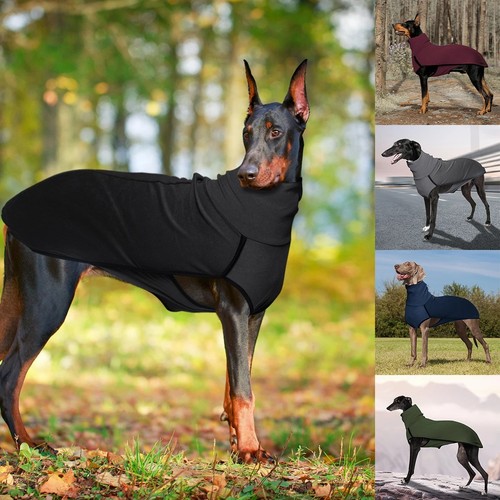 Pet dog winter - winter, high