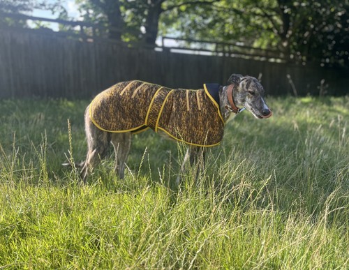 Greyhound winter coat gold - , &