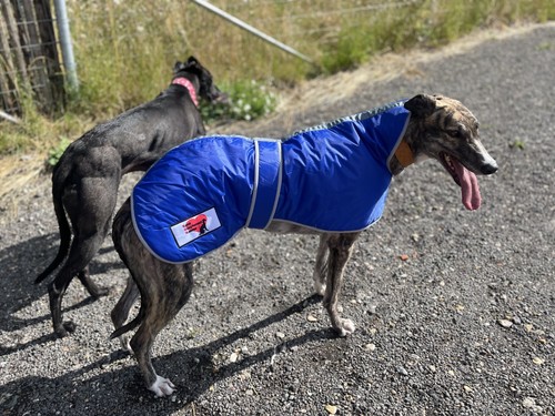 Greyhound winter coat - coat,