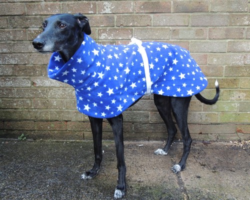 Greyhound lurcher whippet - greyhound,
