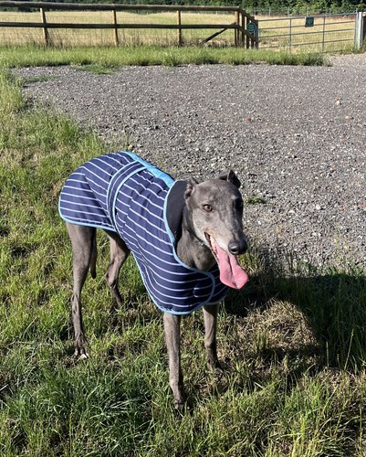 Blue greyhound coat new - greyhound,