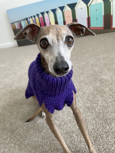 Hand knitted italian greyhound - hand,