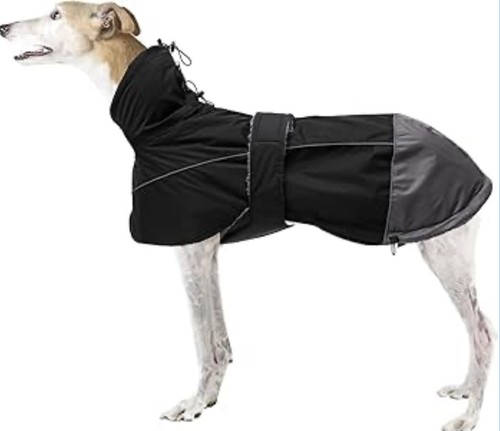 Morezi hound whippet - xs,