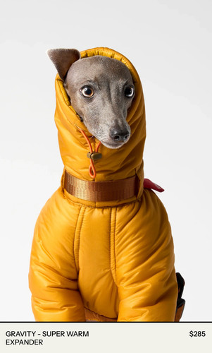 Vemvem italian greyhound - vemvem,