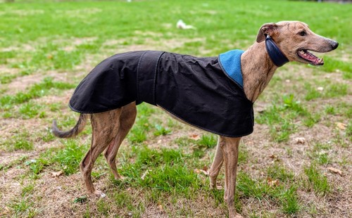 Greyhound lurcher - greyhound,