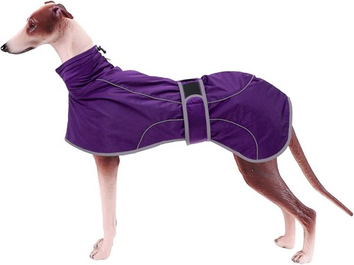 Whippet coat greyhound - coat,