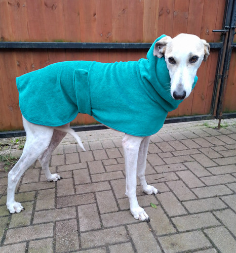 Greyhound lurcher whippet - greyhound,, lurcher,