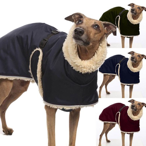 Pet high collar - collar, jumper
