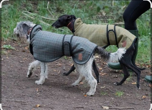 Dog coat - dog,