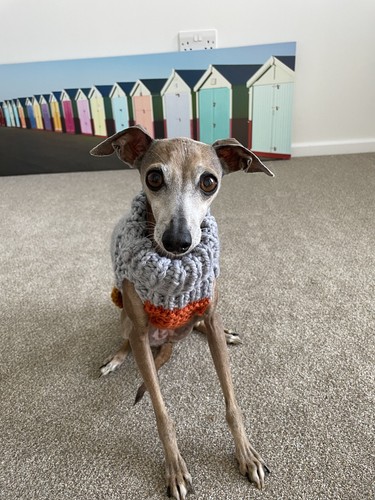 Hand knitted italian greyhound - italian,