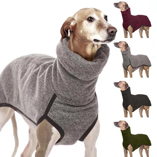 Pet dog winter - winter, collar