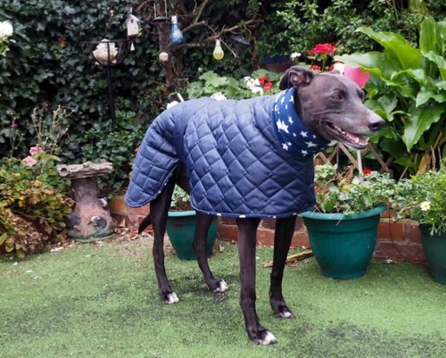 Waterproof dog coat navy - 22”waterproof,