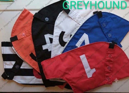 Greyhound whippet racing - &,